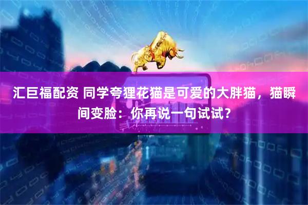 汇巨福配资 同学夸狸花猫是可爱的大胖猫，猫瞬间变脸：你再说一句试试？